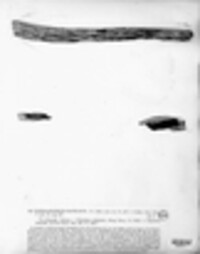 Hysterographium elongatum image